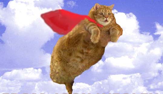 flying cat lookalike