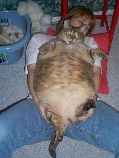 FAT KITTY!